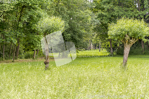 Image of idyllic park scenery