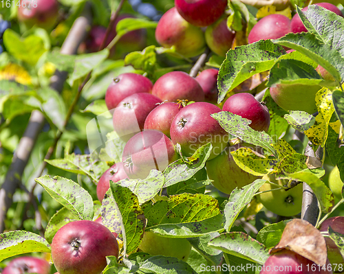 Image of red apples on tree