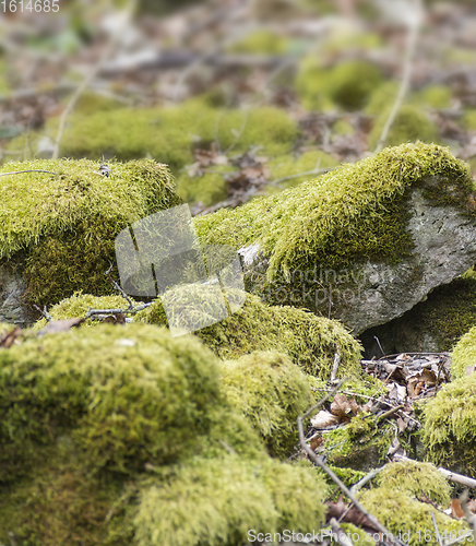 Image of mossy overgrown pebbles