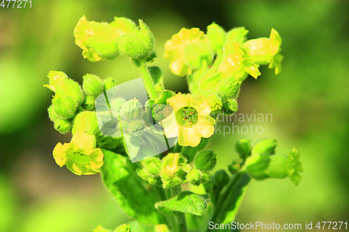 Image of flowers of tobacco