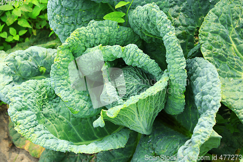 Image of cabbage with big leaves