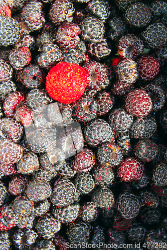 Image of crop of black raspberry fruits