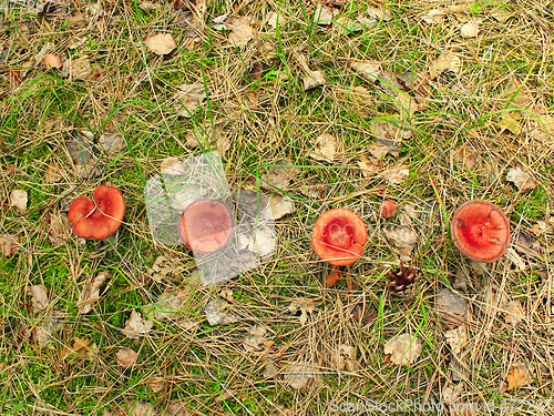 Image of inedible mushrooms of toadstool growing in the row