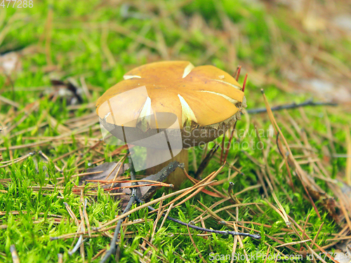 Image of Beautiful mushroom of Boletus badius