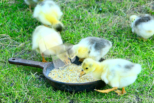 Image of goslings drink water from plate on the grass