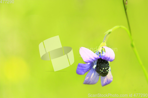 Image of beetle climbs into the flower of Campanula patula