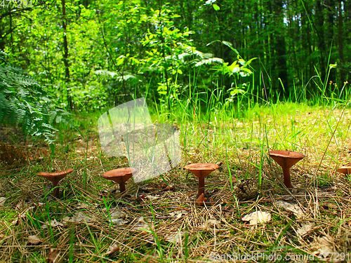 Image of inedible mushrooms of toadstool growing in the row