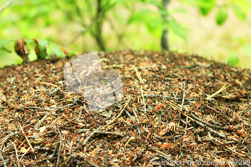 Image of big ant hill in the forest