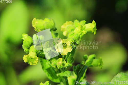 Image of flowers of tobacco