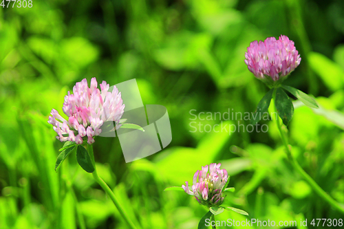 Image of Pink flowers of clover