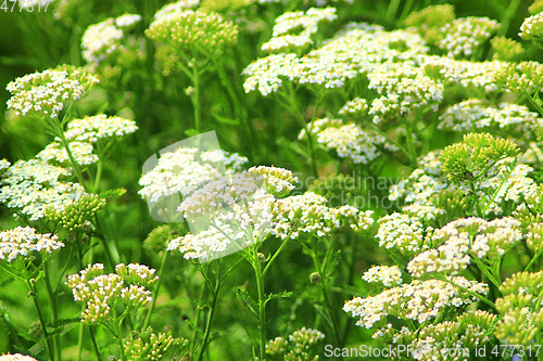 Image of Achillea millefolium with white flowers