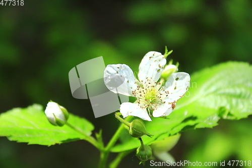 Image of blossoming flower of wild raspberry