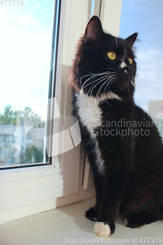 Image of black cat sits on the window-sill
