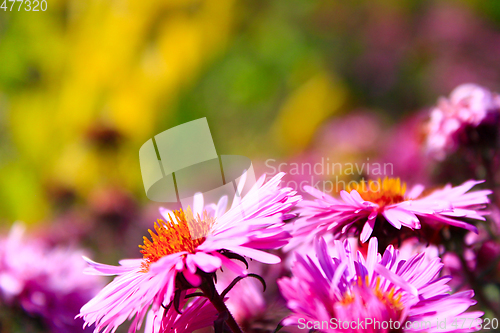 Image of red beautiful asters in the garden