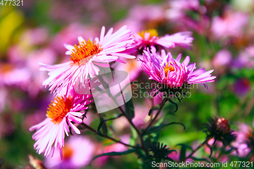 Image of red beautiful asters in the garden
