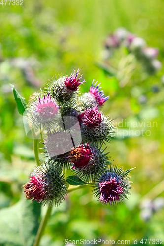 Image of Pink flowers, fruits of burdock, agrimony in summer