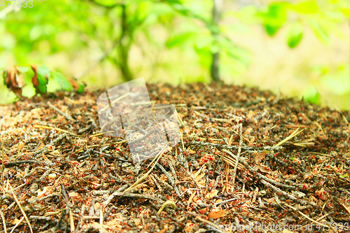 Image of ant hill in the forest