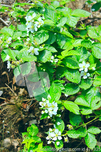 Image of blossoming of wild raspberry