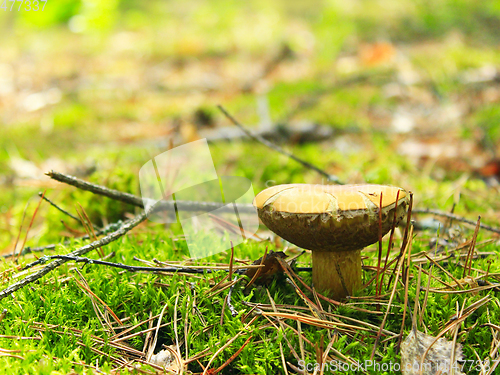 Image of Beautiful mushroom of Boletus badius