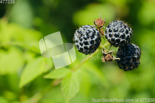 Image of black raspberry fruits