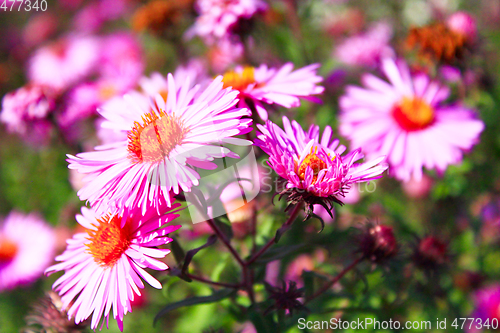 Image of red beautiful asters in the garden