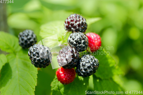 Image of black raspberry fruits