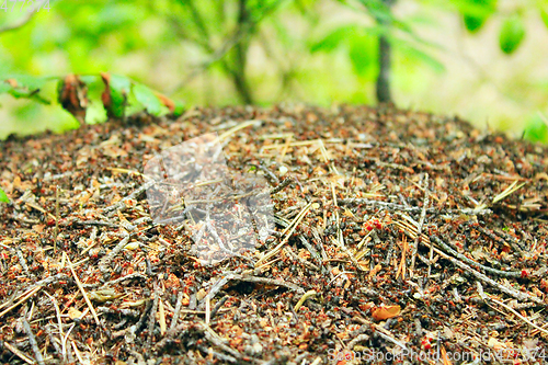 Image of ant hill in the forest