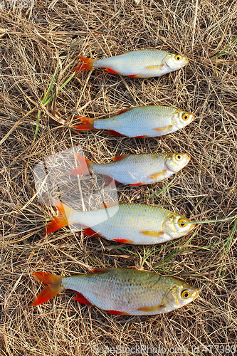 Image of Lucky fishing with caught rudd laying on the grass