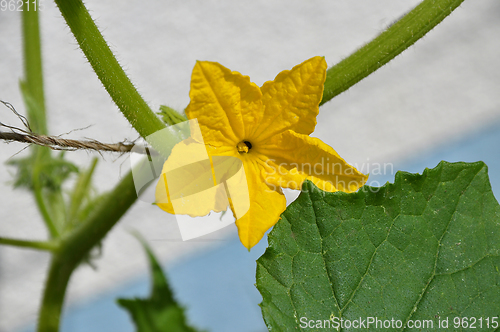 Image of Cucumber blossom in green house
