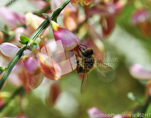 Image of Bee at pink Scotch broom