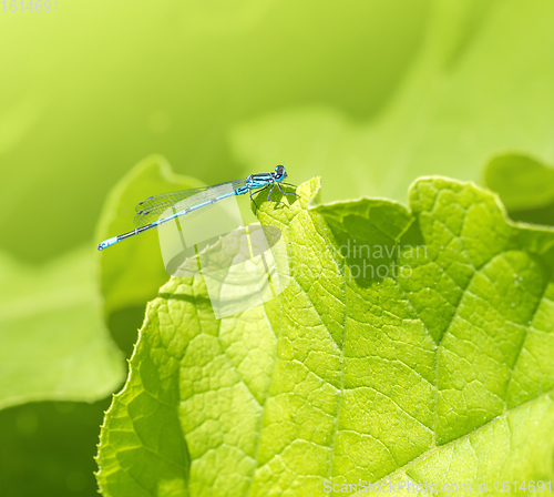 Image of blue Damselfly resting on a leaf