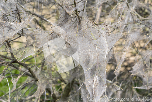 Image of ermine moth web