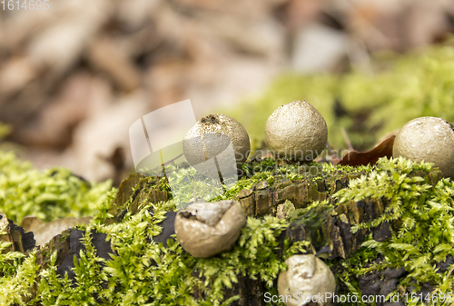 Image of puffball fungi and moss