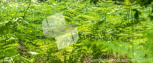 Image of dense vegetation closeup
