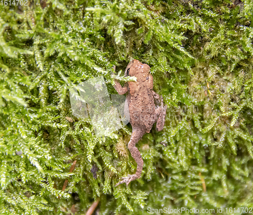 Image of small common toad