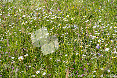 Image of wildflowers at spring time