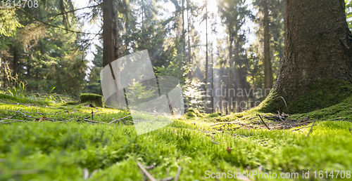 Image of sunny forest scenery