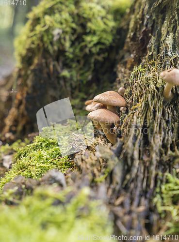 Image of lots of mushrooms