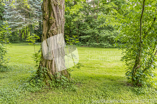 Image of idyllic park scenery