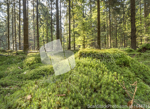 Image of sunny forest scenery