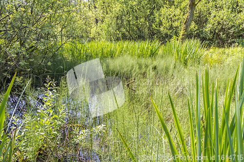 Image of sunny wetland scenery