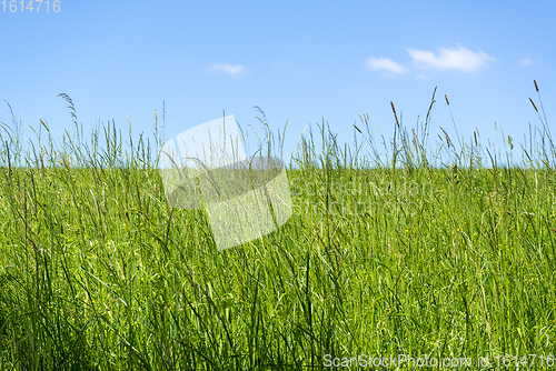 Image of sunny grassland scenery