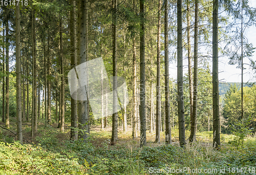 Image of idyllic forest scenery