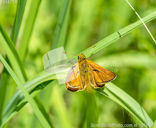 Image of Small skipper butterfly closeup