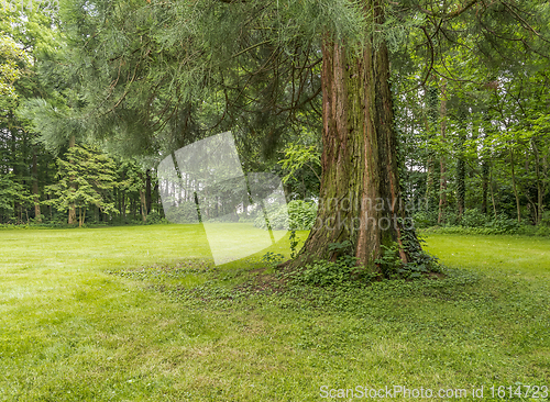 Image of idyllic park scenery