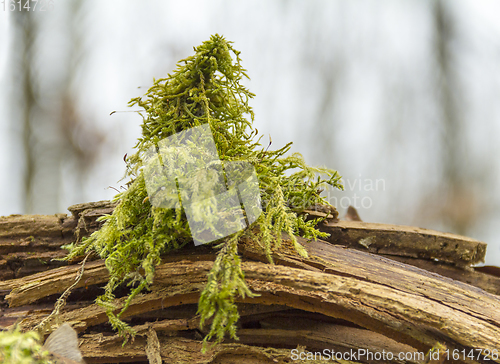 Image of green moss detail