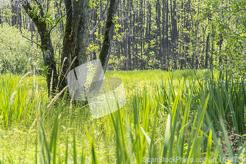 Image of sunny wetland scenery