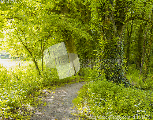 Image of idyllic forest scenery