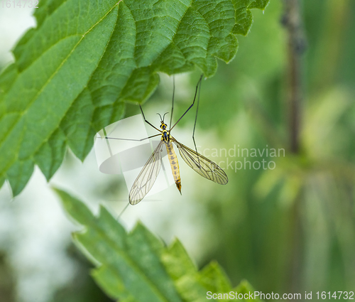 Image of Crane fly between green leaves