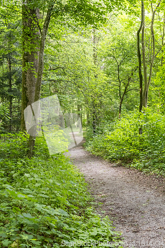 Image of idyllic forest scenery